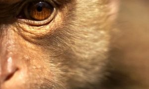 Estudo aponta semelhanças entre a percepção visual de macacos e seres humanos