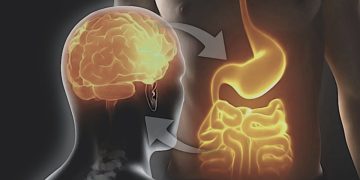Intestino segundo cerebro