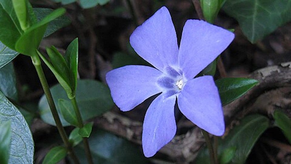 Flor de pervinca, vincamina e vimpocetina