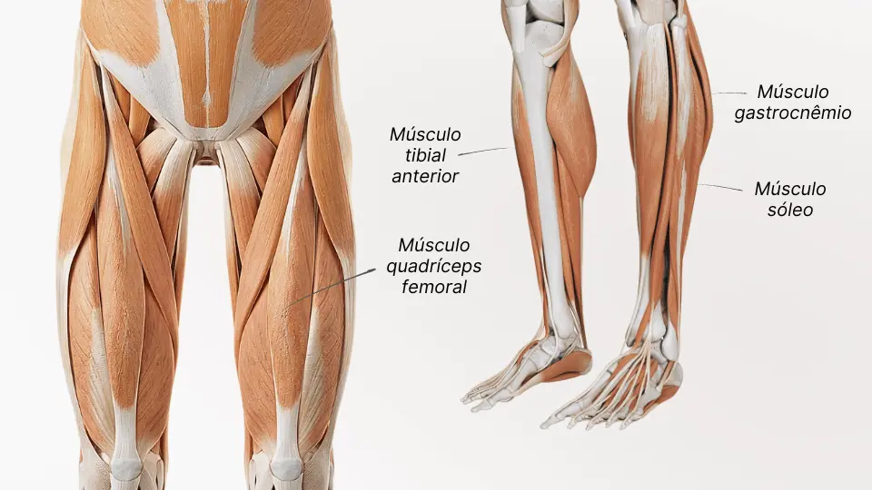 Principais musculos dos membros inferiores