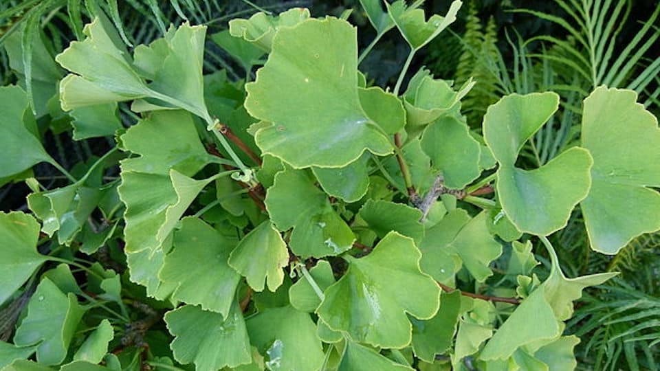 Gingko biloba