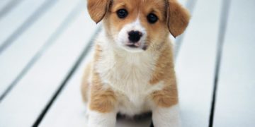 Você tem um cachorro? Novo estudo aponta benefícios