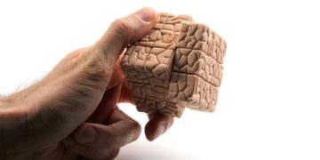 Os períodos sensíveis do desenvolvimento cerebral
