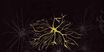 14 funções dos astrócitos que farão você olhar para essas células cerebrais de outra maneira