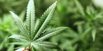 Estigmas em torno da maconha medicinal; prejuízos para o tratamento