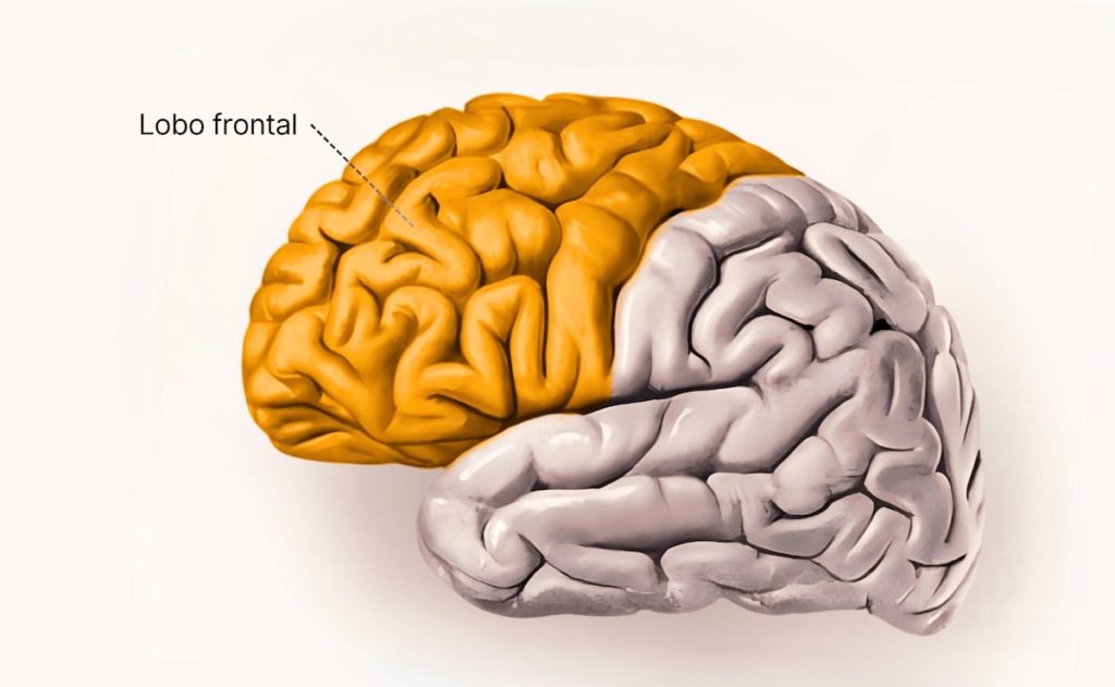 Anatomia do lobo frontal 1