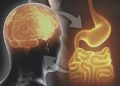 Intestino segundo cerebro