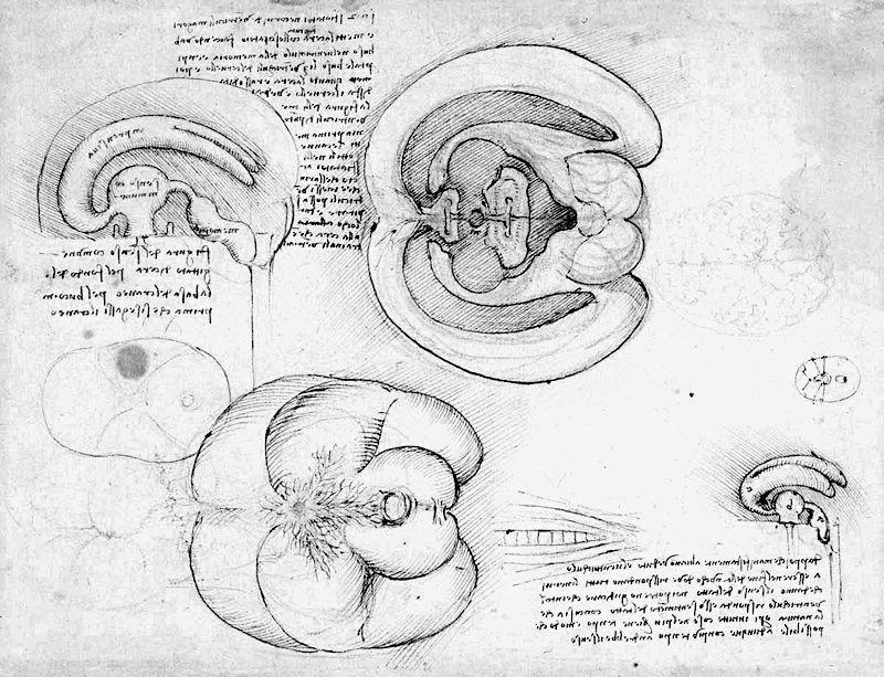 Leonardo da Vinci desenho ventriculo