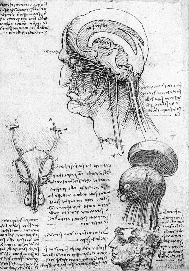 Leonardo da Vinci desenho ventriculos e nervos cranianos