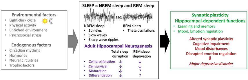 sono REM, sono não REM e neuroplasticidade
