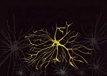 14 funções dos astrócitos que farão você olhar para essas células cerebrais de outra maneira