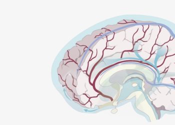 Sistema glinfático: o que é e qual sua importância?
