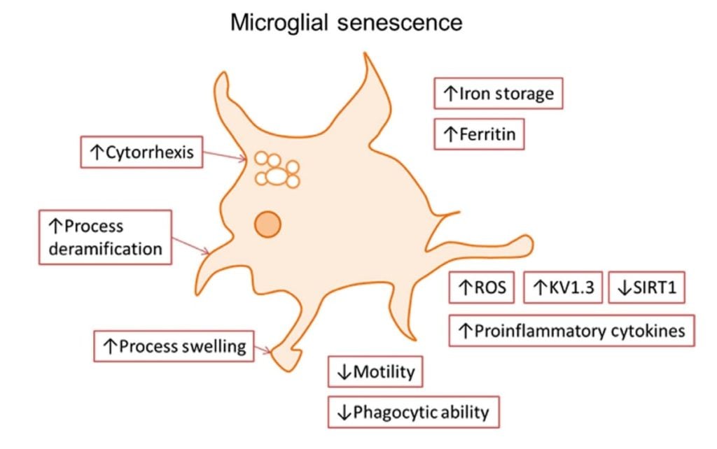 Senescencia microglial