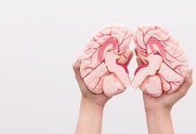 Hemisférios cerebrais: dois cérebros ou um só?