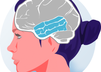 Lobo temporal: anatomia, função e correlações clínicas