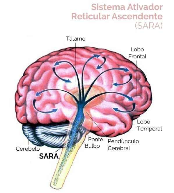 Funcao De Formacao Reticular Tronco Cerebral: Anatomia | Concise
