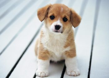 Você tem um cachorro? Novo estudo aponta benefícios