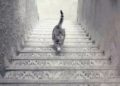 O gato está subindo ou descendo a escada? Acabou o mistério!