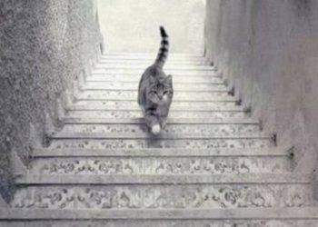 O gato está subindo ou descendo a escada? Acabou o mistério!