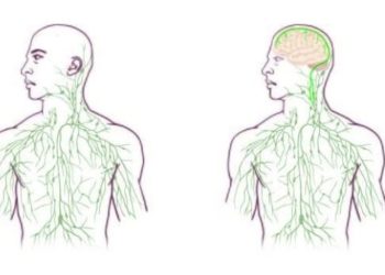 Nova descoberta vai mudar os livros didáticos: vasos linfáticos no cérebro?