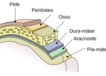 A neuroanatomia do revestimento cerebral
