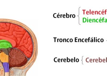 Anatomia básica do Sistema Nervoso Central (intracraniano)