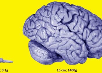 Por que somos mais espertos que sapos