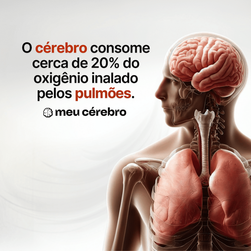 cérebro, pulmões e consumo de oxigênio