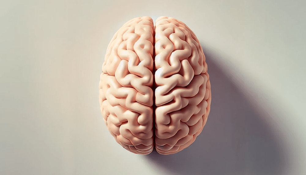 Curiosidades sobre o cérebro humano