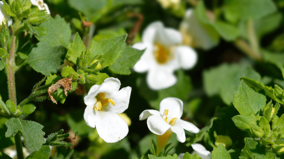 Bacopa monnieri