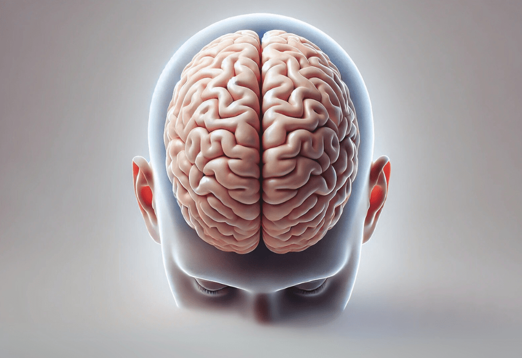 cerebro humano guia definitivo