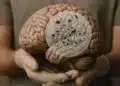 Microplásticos no cérebro humano